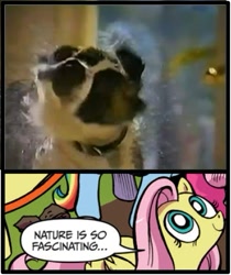 Size: 397x473 | Tagged: safe, fluttershy, dog, pegasus, pony, blue coat, blue eyes, dialogue, exploitable meme, female, looking up, mare, meme, multicolored tail, nature is so fascinating, obligatory pony, pink coat, pink mane, smiling, speech bubble, wings, yellow coat, youtube link