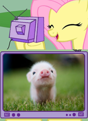 Size: 506x697 | Tagged: safe, fluttershy, pegasus, pig, pony, bacon, cute, diabetes, exploitable meme, meme, obligatory pony, piglet, tv meme