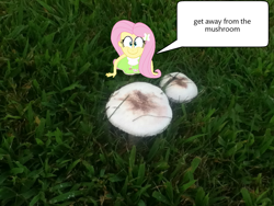 Size: 960x720 | Tagged: safe, fluttershy, equestria girls, drugs, grass, mushroom