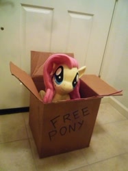 Size: 500x667 | Tagged: safe, artist:surgicalarts, fluttershy, pony, adoption, box, cardboard box, irl, photo, plushie, pony in a box