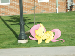 Size: 1024x764 | Tagged: safe, artist:nikorurene, artist:teiptr, fluttershy, building, irl, lawn, photo, ponies in real life, shadow, sleeping, solo, streetlight, vector