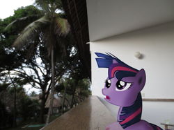 Size: 4608x3456 | Tagged: safe, artist:derpwave, artist:epic-panda17, artist:ojhat, artist:vladimirmacholzraum, derpy hooves, dinky hooves, twilight sparkle, pegasus, pony, balcony, female, irl, mare, photo, ponies in real life, solo, tree, vector, windswept mane