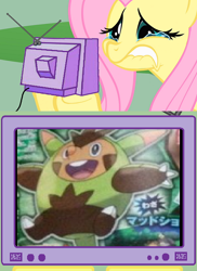 Size: 560x768 | Tagged: safe, fluttershy, pegasus, pony, exploitable meme, fluttercry, hariboogu, meme, obligatory pony, pokémon, pokémon x and y, quilladin, tv meme