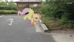 Size: 1920x1080 | Tagged: safe, artist:mr-kennedy92, angel bunny, fluttershy, rabbit, forest, irl, parking lot, photo, ponies in real life