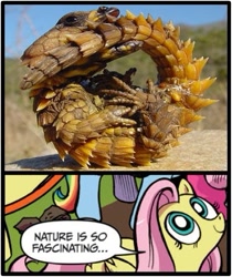 Size: 397x473 | Tagged: safe, artist:youwillneverkno, fluttershy, pegasus, pony, armadillo lizard, blue coat, blue eyes, dialogue, exploitable meme, female, looking up, mare, meme, multicolored tail, nature is so fascinating, obligatory pony, ouroboros, pink coat, pink mane, smiling, speech bubble, wings, yellow coat