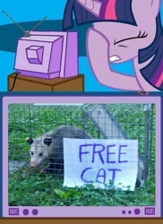 Size: 562x771 | Tagged: safe, derpibooru import, twilight sparkle, cat, opossum, exploitable meme, facehoof, fail, meme, seems legit, tv meme