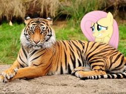 Size: 1920x1440 | Tagged: safe, artist:chanceh96, fluttershy, big cat, tiger, blushing, irl, photo, ponies in real life, vector