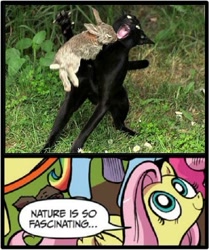 Size: 495x591 | Tagged: safe, fluttershy, cat, pegasus, pony, rabbit, blue coat, blue eyes, dialogue, exploitable meme, female, looking up, mare, meme, multicolored tail, nature is so fascinating, obligatory pony, pink coat, pink mane, rabbit of caerbannog, smiling, speech bubble, wings, yellow coat