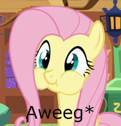 Size: 345x360 | Tagged: safe, idw, screencap, fluttershy, pegasus, pony, aweeg*, image macro, puffy cheeks, solo