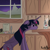 Size: 1500x1500 | Tagged: safe, artist:rumblealex, derpibooru import, twilight sparkle, twilight sparkle (alicorn), alicorn, pony, coffee, female, mare, morning ponies, solo