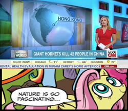 Size: 500x433 | Tagged: safe, idw, fluttershy, hornet, pegasus, pony, 42, blue coat, blue eyes, brazil, cable news network, china, cnn, dialogue, epic fail, exploitable meme, fail, female, genius, hong kong, looking up, mare, meme, multicolored tail, nature is so fascinating, news, obligatory pony, pink coat, pink mane, rio de janeiro, smiling, south america, speech bubble, wings, yellow coat