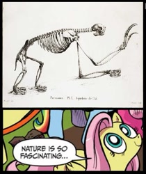 Size: 595x709 | Tagged: safe, fluttershy, pegasus, pony, sloth, blue coat, blue eyes, dialogue, exploitable meme, female, looking up, mare, meme, multicolored tail, nature is so fascinating, obligatory pony, pink coat, pink mane, skeleton, smiling, speech bubble, wings, yellow coat