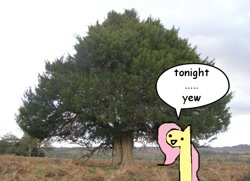 Size: 640x463 | Tagged: safe, artist:wollap, fluttershy, irl, leafie, photo, ponies in real life, pun, solo, tonight you, tree, yew tree