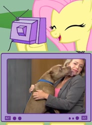 Size: 563x771 | Tagged: safe, fluttershy, dog, pegasus, pitbull, pony, exploitable meme, licking, meme, news, obligatory pony, tv meme, youtube link