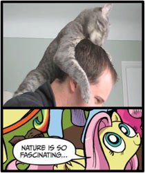 Size: 397x473 | Tagged: safe, fluttershy, cat, pegasus, pony, blue coat, blue eyes, dialogue, exploitable meme, female, licking, looking up, mare, meme, multicolored tail, nature is so fascinating, obligatory pony, pink coat, pink mane, smiling, speech bubble, wings, yellow coat, youtube link