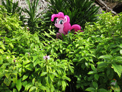 Size: 4608x3456 | Tagged: safe, artist:ojhat-d6uwkky, pinkie pie, irl, photo, ponies in real life, solo