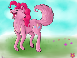 Size: 1600x1200 | Tagged: safe, artist:annakitsun3, pinkie pie, wolf, solo, species swap