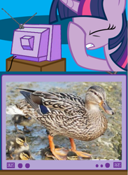 Size: 563x771 | Tagged: safe, derpibooru import, twilight sparkle, duck, mallard, duckling, exploitable meme, facehoof, fail, meme, op, tv meme