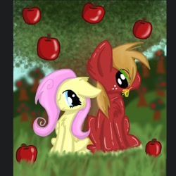 Size: 612x612 | Tagged: safe, big macintosh, fluttershy, earth pony, pegasus, pony, apple, chest fluff, fluttermac, male, shipping, stallion, straight