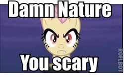 Size: 252x157 | Tagged: safe, fluttershy, bat pony, pony, bats!, damn nature you scary, family guy, flutterbat, image macro, meme, race swap, solo, vulgar