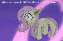 Size: 900x594 | Tagged: safe, edit, fluttershy, bat pony, pony, bats!, flutterbat, race swap, solo