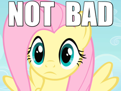 Size: 800x600 | Tagged: safe, fluttershy, pegasus, pony, bats!, caption, image macro, not bad, reaction image, solo