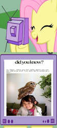 Size: 705x1588 | Tagged: safe, fluttershy, owl, pegasus, pony, cafe, did you know?, exploitable meme, meme, obligatory pony, tumblr, tv meme