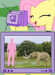 Size: 563x771 | Tagged: safe, fluttershy, pegasus, pony, dwarf elephant, exploitable meme, extinct, meme, obligatory pony, this will end in tears, tv meme