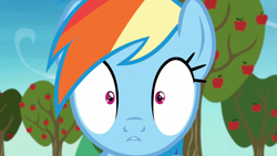 Size: 1920x1080 | Tagged: safe, derpibooru import, screencap, rainbow dash, pegasus, pony, grannies gone wild, apple tree, solo, tree