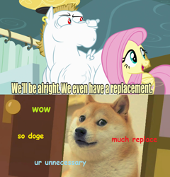 Size: 636x662 | Tagged: safe, bulk biceps, fluttershy, pegasus, pony, blonde, blonde mane, blonde tail, blue eyes, curtain, doge, ear piercing, exploitable meme, female, looking to side, looking to the right, male, mare, meme, open mouth, piercing, pink mane, pink tail, red eyes, replacement meme, smiling, spread wings, stallion, text, white coat, wings, yellow coat