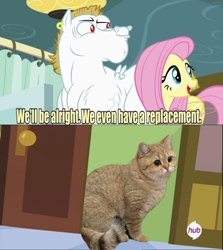 Size: 636x714 | Tagged: safe, bulk biceps, fluttershy, pegasus, pony, blonde, blonde mane, blonde tail, blue eyes, curtain, ear piercing, exploitable meme, female, grafics cat, looking to side, looking to the right, male, mare, meme, open mouth, piercing, pink mane, pink tail, red eyes, replacement meme, smiling, spread wings, stallion, text, white coat, wings, yellow coat