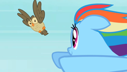 Size: 1280x720 | Tagged: safe, derpibooru import, screencap, owlowiscious, rainbow dash, owl, pegasus, pony, may the best pet win, duo, female, flying, mare