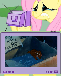 Size: 1029x1278 | Tagged: safe, fluttershy, pegasus, pony, crying, exploitable meme, fluttercry, meme, obligatory pony, oliver and company, sad, tv meme