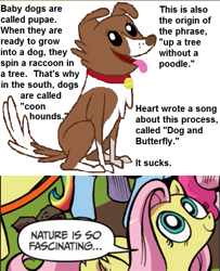 Size: 487x599 | Tagged: safe, fluttershy, winona, dog, pegasus, pony, absurd, blue coat, blue eyes, dialogue, exploitable meme, female, looking up, mare, meme, multicolored tail, nature is so fascinating, pink coat, pink mane, smiling, speech bubble, wat, wings, yellow coat