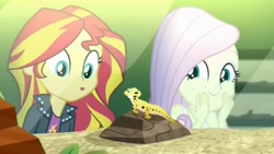 Size: 1366x768 | Tagged: safe, screencap, fluttershy, ray, sunset shimmer, lizard, eqg summertime shorts, equestria girls, pet project, giggling, happy, i see what you did there, leopard gecko, ooh, terrarium