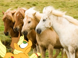 Size: 1024x768 | Tagged: safe, artist:conicer, applejack, horse, horse-pony interaction, irl, irl horse, photo, ponies in real life