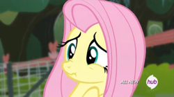 Size: 1365x767 | Tagged: safe, screencap, fluttershy, pegasus, pony, filli vanilli, hub logo, hubble, scrunchy face, solo