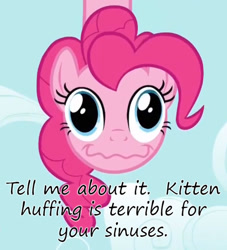 Size: 500x550 | Tagged: safe, pinkie pie, earth pony, pony, pinkie apple pie, huffing, insane pony thread, kitten, kitten huffing, solo, uncyclopedia