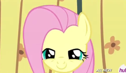 Size: 397x230 | Tagged: safe, screencap, fluttershy, pegasus, pony, filli vanilli, cute, hub logo, lidded eyes, solo