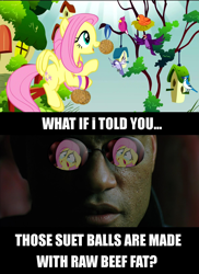 Size: 800x1100 | Tagged: safe, fluttershy, pegasus, pony, filli vanilli, image macro, meme, morpheus, parody, the matrix, what if i told you