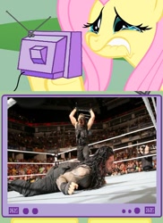 Size: 562x771 | Tagged: safe, fluttershy, pegasus, pony, exploitable meme, meme, obligatory pony, the shield, tv meme, wwe