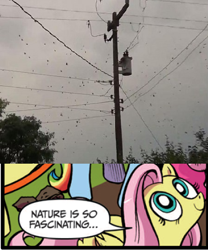 Size: 392x472 | Tagged: safe, idw, fluttershy, pegasus, pony, spider, blue coat, blue eyes, brazil, dialogue, exploitable meme, female, looking up, mare, meme, multicolored tail, nature is so fascinating, obligatory pony, pink coat, pink mane, rain, smiling, speech bubble, spider thread, wings, yellow coat