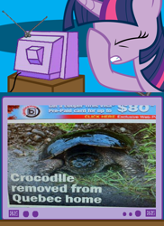 Size: 562x771 | Tagged: safe, derpibooru import, twilight sparkle, crocodile, turtle, exploitable meme, facehoof, fail, meme, obligatory pony, quebec, seems legit, snapping turtle, tv meme