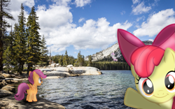 Size: 1131x707 | Tagged: safe, artist:digitalpheonix, artist:disneybrony2012, artist:tamalesyatole, artist:uxyd, apple bloom, scootaloo, sweetie belle, pony, blank flank, blurry, cutie mark crusaders, hill, irl, lake, photo, photobomb, ponies in real life, tree, vector