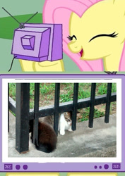 Size: 335x472 | Tagged: safe, fluttershy, cat, pegasus, pony, exploitable meme, kitten, meme, obligatory pony, photo, tv meme