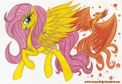 Size: 2295x1589 | Tagged: safe, artist:rossmaniteanzu, fluttershy, pegasus, phoenix, pony, female, mare, traditional art