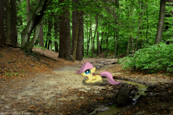 Size: 1446x967 | Tagged: safe, artist:digitalpheonix, artist:kooner-cz, fluttershy, filly, forest, irl, photo, ponies in real life, river, solo, stream, vector