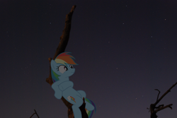 Size: 3872x2592 | Tagged: safe, artist:bushinio, artist:roygbivdash, derpibooru import, rainbow dash, irl, photo, ponies in real life, smiling, solo, stargazing, tree limb, vector