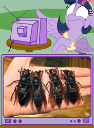 Size: 563x771 | Tagged: safe, derpibooru import, twilight sparkle, twilight sparkle (alicorn), alicorn, asian giant hornet, hornet, pony, exploitable meme, female, mare, meme, nightmare fuel, nope, obligatory pony, tv meme