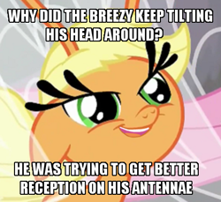 Size: 456x418 | Tagged: safe, applejack, breezie, it ain't easy being breezies, applebreezie, breeziefied, carlos, carlosjack, image macro, joke, meme, solo, species swap